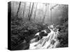 View of Cove Creek Covered with Fog, Pisgah National Forest, North Carolina, USA-Adam Jones-Stretched Canvas