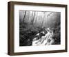 View of Cove Creek Covered with Fog, Pisgah National Forest, North Carolina, USA-Adam Jones-Framed Photographic Print