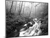 View of Cove Creek Covered with Fog, Pisgah National Forest, North Carolina, USA-Adam Jones-Mounted Photographic Print