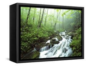 View of Cove Creek Covered with Fog, Pisgah National Forest, North Carolina, USA-Adam Jones-Framed Stretched Canvas