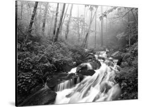 View of Cove Creek Covered with Fog, Pisgah National Forest, North Carolina, USA-Adam Jones-Stretched Canvas