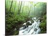 View of Cove Creek Covered with Fog, Pisgah National Forest, North Carolina, USA-Adam Jones-Stretched Canvas