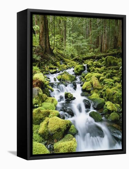 View of Creek in Old Growth Rainforest, Olympic National Park, Washington, USA-Stuart Westmoreland-Framed Stretched Canvas