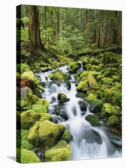 View of Creek in Old Growth Rainforest, Olympic National Park, Washington, USA-Stuart Westmoreland-Stretched Canvas