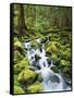 View of Creek in Old Growth Rainforest, Olympic National Park, Washington, USA-Stuart Westmoreland-Framed Stretched Canvas