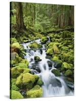 View of Creek in Old Growth Rainforest, Olympic National Park, Washington, USA-Stuart Westmoreland-Stretched Canvas