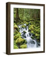 View of Creek in Old Growth Rainforest, Olympic National Park, Washington, USA-Stuart Westmoreland-Framed Photographic Print