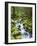 View of Creek in Old Growth Rainforest, Olympic National Park, Washington, USA-Stuart Westmoreland-Framed Photographic Print