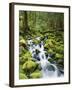 View of Creek in Old Growth Rainforest, Olympic National Park, Washington, USA-Stuart Westmoreland-Framed Photographic Print