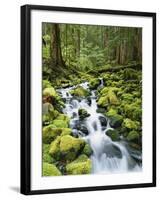 View of Creek in Old Growth Rainforest, Olympic National Park, Washington, USA-Stuart Westmoreland-Framed Photographic Print