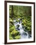 View of Creek in Old Growth Rainforest, Olympic National Park, Washington, USA-Stuart Westmoreland-Framed Photographic Print