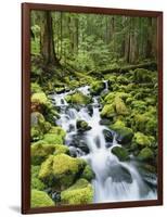 View of Creek in Old Growth Rainforest, Olympic National Park, Washington, USA-Stuart Westmoreland-Framed Photographic Print
