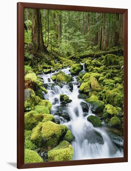 View of Creek in Old Growth Rainforest, Olympic National Park, Washington, USA-Stuart Westmoreland-Framed Photographic Print