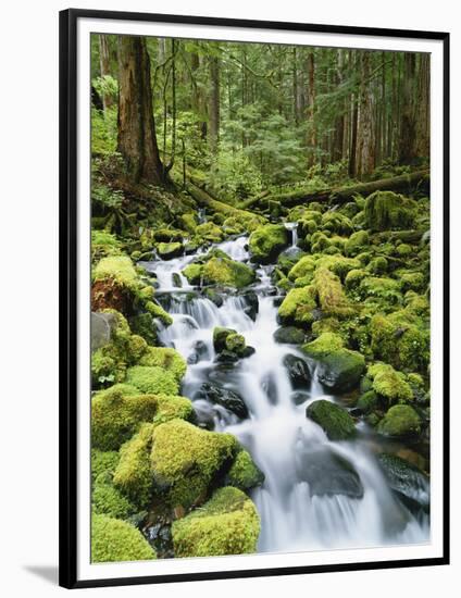 View of Creek in Old Growth Rainforest, Olympic National Park, Washington, USA-Stuart Westmoreland-Framed Photographic Print