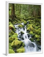 View of Creek in Old Growth Rainforest, Olympic National Park, Washington, USA-Stuart Westmoreland-Framed Photographic Print