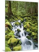 View of Creek in Old Growth Rainforest, Olympic National Park, Washington, USA-Stuart Westmoreland-Mounted Photographic Print