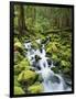 View of Creek in Old Growth Rainforest, Olympic National Park, Washington, USA-Stuart Westmoreland-Framed Photographic Print