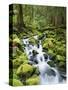 View of Creek in Old Growth Rainforest, Olympic National Park, Washington, USA-Stuart Westmoreland-Stretched Canvas