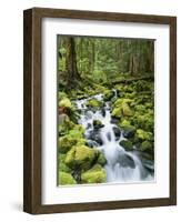 View of Creek in Old Growth Rainforest, Olympic National Park, Washington, USA-Stuart Westmoreland-Framed Photographic Print