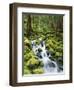 View of Creek in Old Growth Rainforest, Olympic National Park, Washington, USA-Stuart Westmoreland-Framed Photographic Print