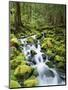 View of Creek in Old Growth Rainforest, Olympic National Park, Washington, USA-Stuart Westmoreland-Mounted Photographic Print