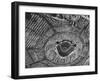 View of Crowded Parking Lots Around the Los Angeles Dodgers Stadium in Chavez Ravine, California-Ralph Crane-Framed Photographic Print