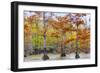 View of Cypress trees, Horseshoe Lake State Fish Wildlife Area, Alexander Co., Illinois, USA-Panoramic Images-Framed Photographic Print