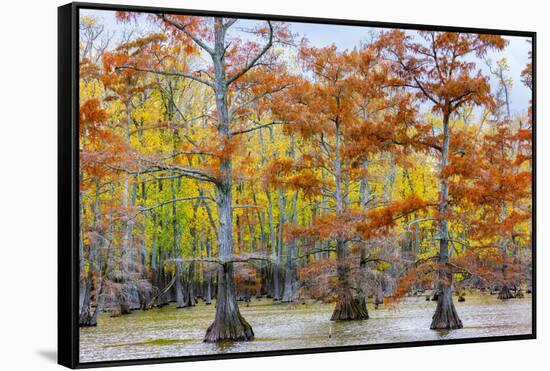 View of Cypress trees, Horseshoe Lake State Fish Wildlife Area, Alexander Co., Illinois, USA-Panoramic Images-Framed Stretched Canvas