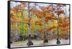 View of Cypress trees, Horseshoe Lake State Fish Wildlife Area, Alexander Co., Illinois, USA-Panoramic Images-Framed Stretched Canvas