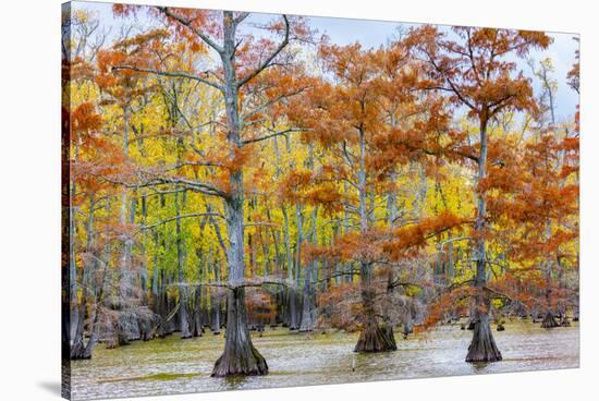 View of Cypress trees, Horseshoe Lake State Fish Wildlife Area, Alexander Co., Illinois, USA-Panoramic Images-Stretched Canvas