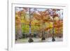 View of Cypress trees, Horseshoe Lake State Fish Wildlife Area, Alexander Co., Illinois, USA-Panoramic Images-Framed Photographic Print