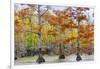 View of Cypress trees, Horseshoe Lake State Fish Wildlife Area, Alexander Co., Illinois, USA-Panoramic Images-Framed Photographic Print