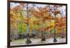 View of Cypress trees, Horseshoe Lake State Fish Wildlife Area, Alexander Co., Illinois, USA-Panoramic Images-Framed Photographic Print