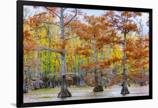 View of Cypress trees, Horseshoe Lake State Fish Wildlife Area, Alexander Co., Illinois, USA-Panoramic Images-Framed Photographic Print