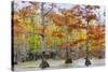 View of Cypress trees, Horseshoe Lake State Fish Wildlife Area, Alexander Co., Illinois, USA-Panoramic Images-Stretched Canvas