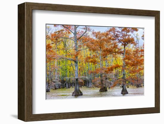 View of Cypress trees, Horseshoe Lake State Fish Wildlife Area, Alexander Co., Illinois, USA-Panoramic Images-Framed Photographic Print
