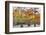 View of Cypress trees, Horseshoe Lake State Fish Wildlife Area, Alexander Co., Illinois, USA-Panoramic Images-Framed Photographic Print