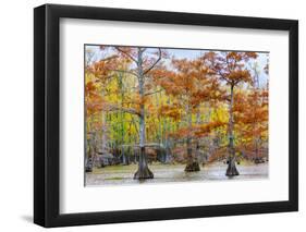 View of Cypress trees, Horseshoe Lake State Fish Wildlife Area, Alexander Co., Illinois, USA-Panoramic Images-Framed Photographic Print