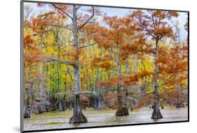 View of Cypress trees, Horseshoe Lake State Fish Wildlife Area, Alexander Co., Illinois, USA-Panoramic Images-Mounted Photographic Print