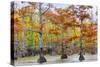 View of Cypress trees, Horseshoe Lake State Fish Wildlife Area, Alexander Co., Illinois, USA-Panoramic Images-Stretched Canvas