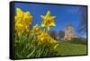 View of daffodils and St. Leonard's Church, Scarcliffe near Chesterfield, Derbyshire, England-Frank Fell-Framed Stretched Canvas