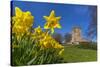 View of daffodils and St. Leonard's Church, Scarcliffe near Chesterfield, Derbyshire, England-Frank Fell-Stretched Canvas