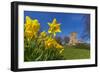 View of daffodils and St. Leonard's Church, Scarcliffe near Chesterfield, Derbyshire, England-Frank Fell-Framed Photographic Print