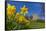 View of daffodils and St. Leonard's Church, Scarcliffe near Chesterfield, Derbyshire, England-Frank Fell-Framed Stretched Canvas