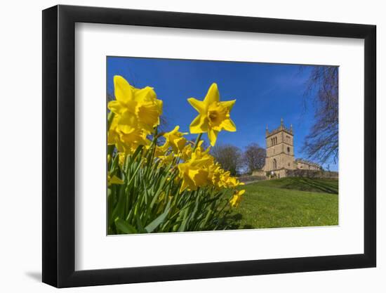 View of daffodils and St. Leonard's Church, Scarcliffe near Chesterfield, Derbyshire, England-Frank Fell-Framed Photographic Print