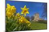 View of daffodils and St. Leonard's Church, Scarcliffe near Chesterfield, Derbyshire, England-Frank Fell-Mounted Photographic Print