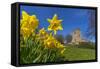 View of daffodils and St. Leonard's Church, Scarcliffe near Chesterfield, Derbyshire, England-Frank Fell-Framed Stretched Canvas