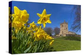 View of daffodils and St. Leonard's Church, Scarcliffe near Chesterfield, Derbyshire, England-Frank Fell-Stretched Canvas
