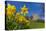 View of daffodils and St. Leonard's Church, Scarcliffe near Chesterfield, Derbyshire, England-Frank Fell-Stretched Canvas