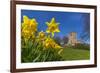 View of daffodils and St. Leonard's Church, Scarcliffe near Chesterfield, Derbyshire, England-Frank Fell-Framed Photographic Print